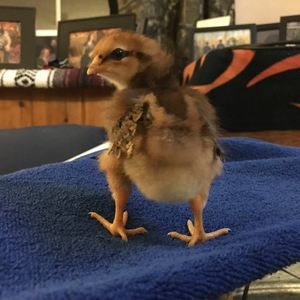 Meet your Posher, Rebecca